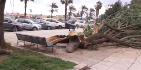 Alberi Caduti E Mare Mosso I Danni Causati Dal Vento A Palermo