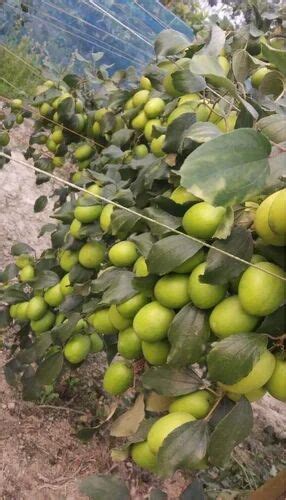 Green Apple Ber Plant For Garden At Rs 35 Piece In North 24 Parganas