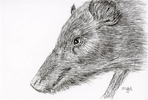 How To Draw A Pen Illustration Of A Wild Boar｜how To Draw In Pen And Ink