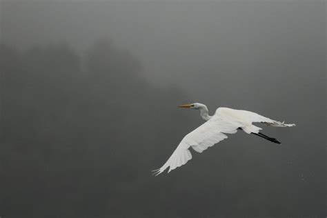 Recent sightings | - LOCAL!