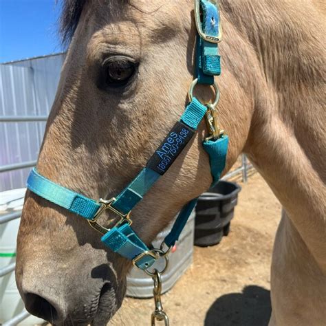 2 Lines Embroidered Horse Halter Name Tag Etsy