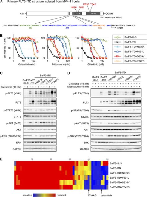 Establishment Of Flt Itd And Tkd Mutant Transfectants And Drug