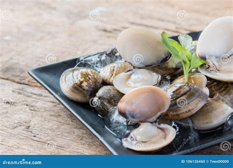 Fresh Enamel Venus Shell Edible Saltwater Clams Stock Photo Image Of