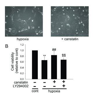 Schematic Model For Cytoprotective Effects Of Canstatin On