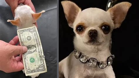 Der Kleinste Hund Der Welt Neun Zentimeter Langer Chihuahua Nahm Den