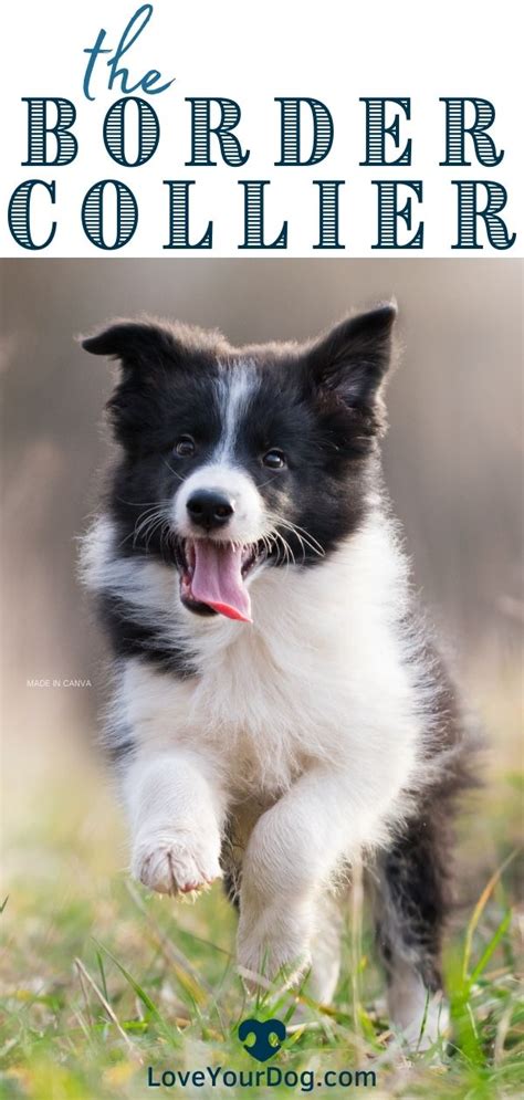 Border Collie Dog Breed Information Facts Traits Pictures More Artofit