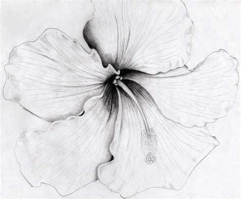 Hibiscus Flower Pencil Drawing At Explore