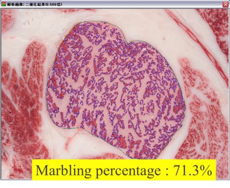 Carcass Grading Lone Mountain Cattle