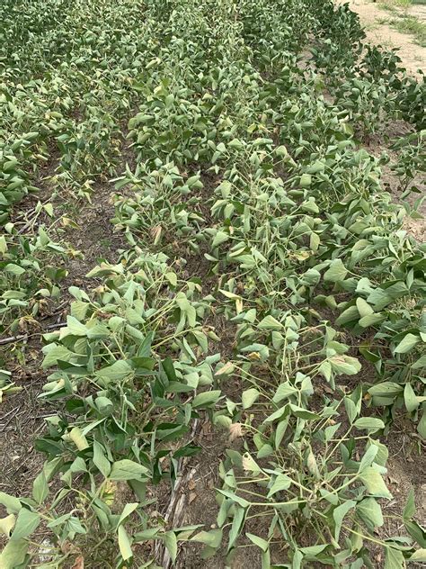 How Do High Temperatures Impact My Soybeans Nc State Extension