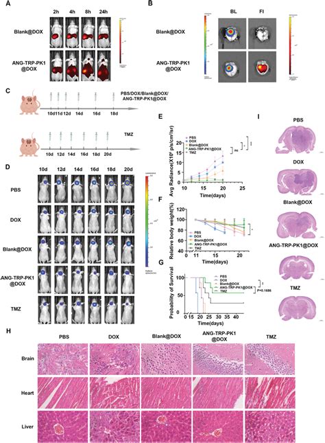 In Vivo Tumor‐targeting And Bbb‐penetrating Ability Of The Engineered