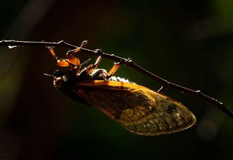 Trillions Of Cicadas Set To Swarm As Two Broods Emerge For First Time