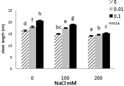 Effect Of Salicylic Acid On Mean Germination Time MGT Of Ocimum