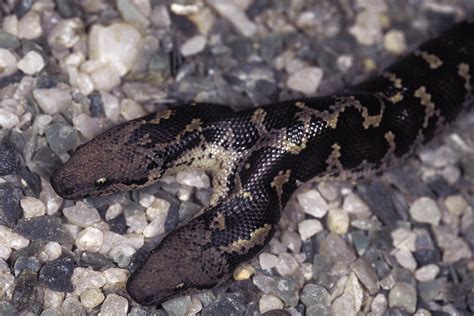 Rare double-headed snake born in Germany | Daily Sabah