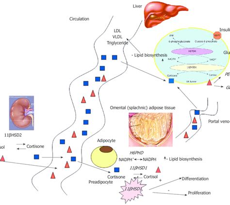 The participation of the glucose-6-phosphate... | Download Scientific ...