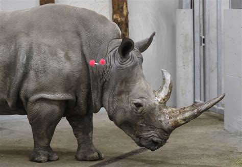 Scientists a Step Closer to Saving Northern White Rhino From Extinction