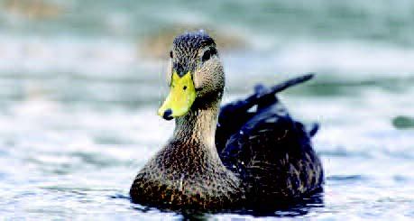 Black Duck (from NC WINS) | NCpedia