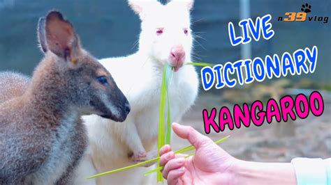 LIVE DICTIONARY 4K Animal Footage KANGAROO CHUỘT TÚI KANGOUROU