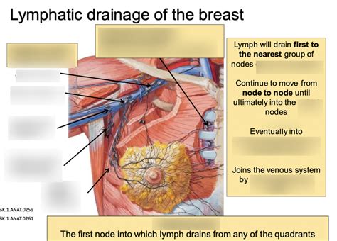 Lymphatic Drainage Of The Breast Diagram Quizlet