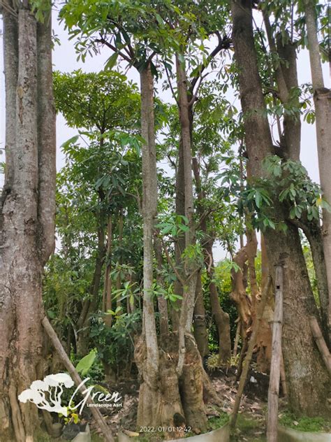 Jual Pohon Pule Taman Di Sragen Berkualitas Bergaransi