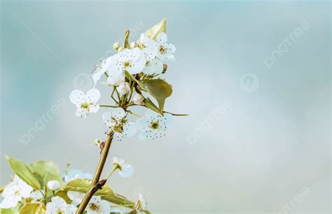 Beautiful Photos Of Spring Flowers Background, Plant, Green Plants ...