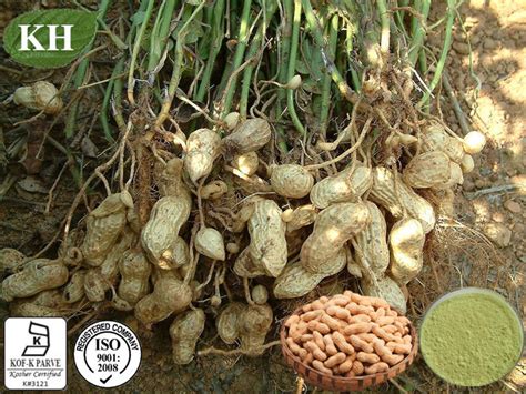 China 100 Natural Peanut Peanut Shell Extract 98 Luteolin China