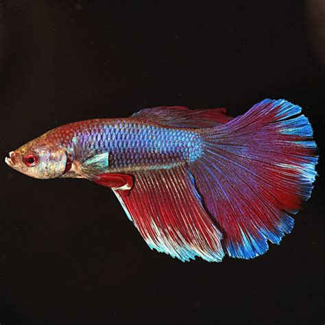 Super Delta Tail Betta Male Siamese Fighting Fish Tropical Fish For