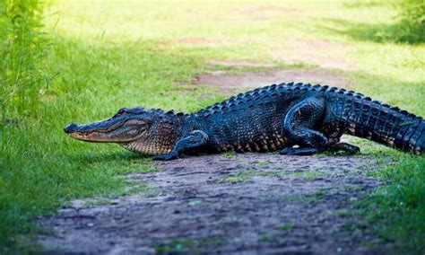 Alligator Poop: Everything You've Ever Wanted to Know - Wiki Point