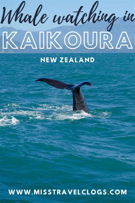 Hitchhiking In Kaikoura Whale Watching Capital Of New Zealand Artofit