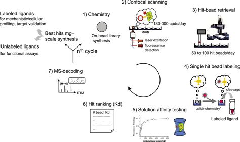 Single Bead Labeling Method For Combining Confocal Fluorescence On Bead Screening And Solution