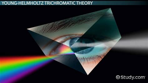 Trichromatic Theory of Color Vision | Overview & Definition - Lesson ...