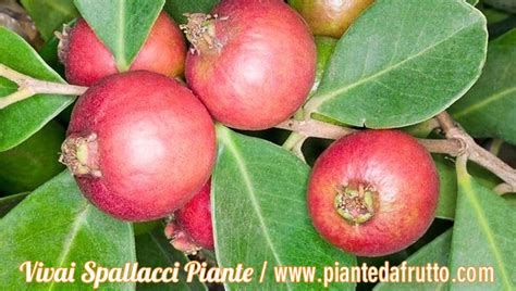 Guava Rossa Psidium Cattleianum Lucidum Piante Da Frutto Online