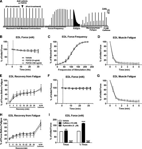 Acute Fgf Administration Does Not Alter Cd Mouse Edl Muscle