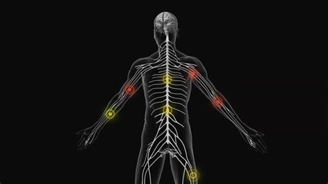 Human Nervous System Animation