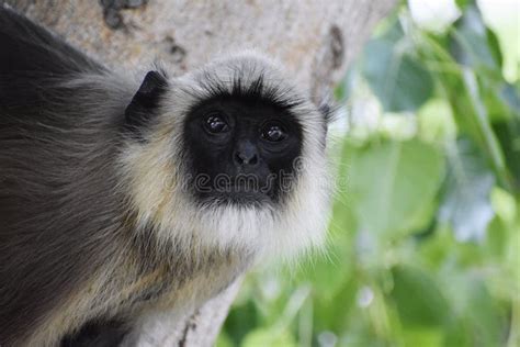 A black mouth monkey stock photo. Image of black, monkey - 223930366