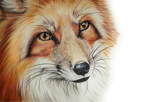 Renard roux Dessin original - Etsy France