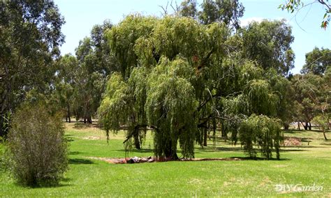 23 Types Of Willow Trees With Identification Pictures