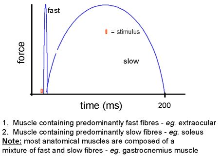 Types Of Muscle Fibre