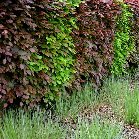 Jouw Gids Om Hagen Te Kiezen Planten En Te Onderhouden Aveve