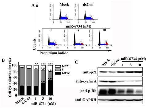 Mir Induces Cell Cycle Arrest In Hct Cells Hct Cells Were