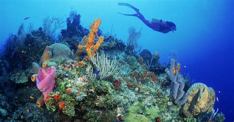 How Are Coral Reefs Impacted by Climate Change?