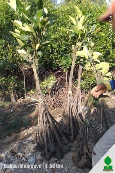 Jual Tanaman Bakau / Mangrove - Tunas Penghijauan