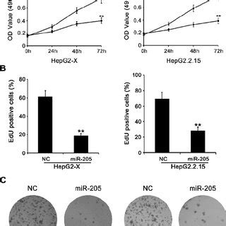 MiR 205 Inhibits The Proliferation Of Hepatoma Cells In Vitro A C