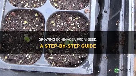 Growing Echinacea From Seed A Step By Step Guide ShunCy