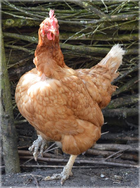 Single Chicken Dance 1 Free Stock Photo Public Domain Pictures