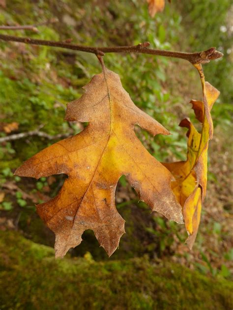 black-oak-fall-leaf-3×4 – Nature in Novato