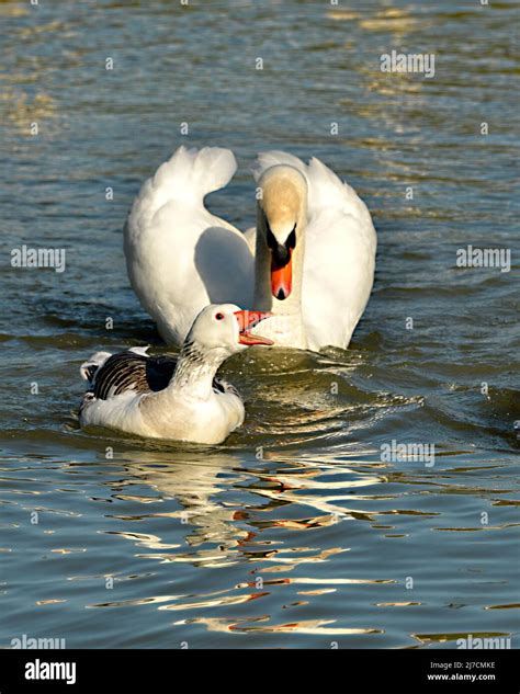 Goose And Swan Swimming On Water Stock Photo Alamy