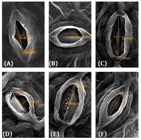 Plants Free Full Text Nitric Oxide Pre Treatment Advances Seed Germination And Alleviates