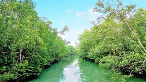 Singapore Pasir Ris Mangrove Forest Walking Tour 4K 60P YouTube