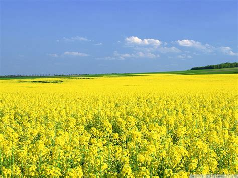 Pin By Cindy Moore On Places To Visit Field Wallpaper Yellow Fields