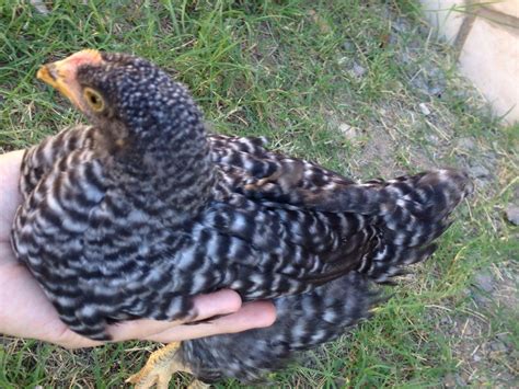 2 Barred Rock Chicks Pullet Or Rooster 4 Week Old Pics Updated Page